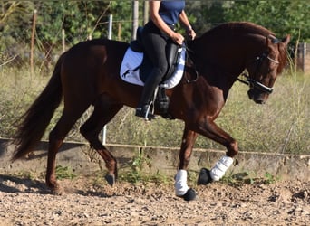 Andaluces, Semental, 5 años, 158 cm, Alazán