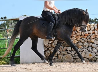 Andaluces, Semental, 5 años, 158 cm, Tordo