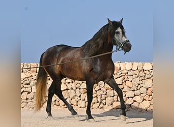 Andaluces, Semental, 5 años, 158 cm, Tordo