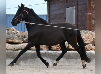 Andaluces, Semental, 5 años, 159 cm, Negro