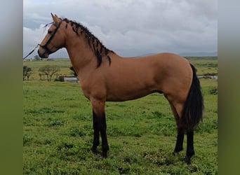 Andaluces, Semental, 5 años, 160 cm, Castaño rojizo