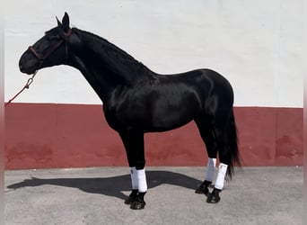 Andaluces, Semental, 5 años, 160 cm, Negro