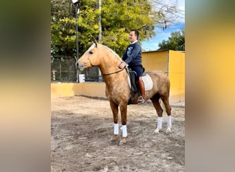 Andaluces, Semental, 5 años, 160 cm, Palomino