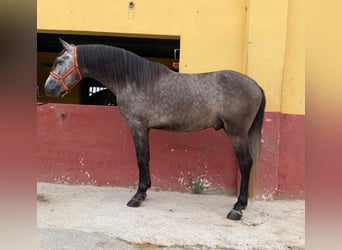 Andaluces, Semental, 5 años, 162 cm, Tordo