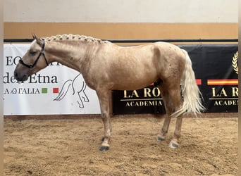 Andaluces, Semental, 5 años, 163 cm, Palomino