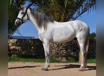 Andaluces, Semental, 5 años, 164 cm, Tordo