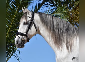 Andaluces, Semental, 5 años, 164 cm, Tordo