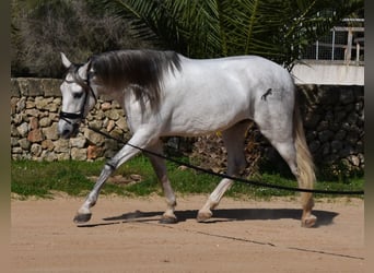 Andaluces, Semental, 5 años, 164 cm, Tordo