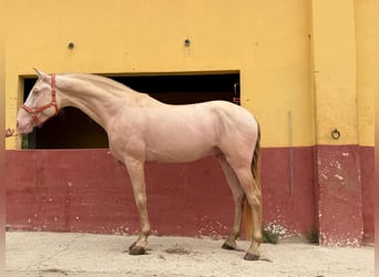 Andaluces, Semental, 5 años, 165 cm, Perlino