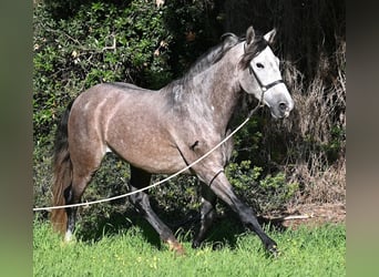Andaluces, Semental, 5 años, 165 cm, Tordo
