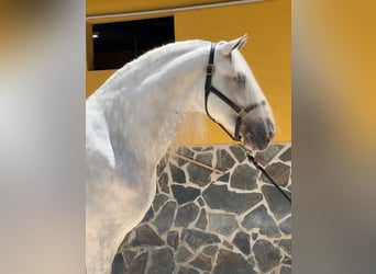 Andaluces, Semental, 5 años, 168 cm, Tordo