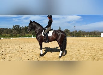 Andaluces, Semental, 5 años, 170 cm, Negro