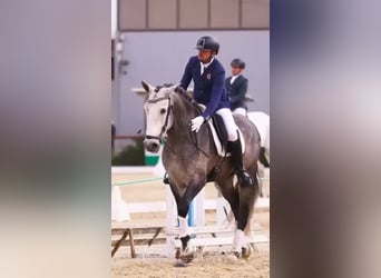 Andaluces, Semental, 5 años, 170 cm, Tordo rodado