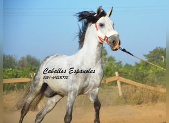 Andaluces, Semental, 6 años, 156 cm, Tordo
