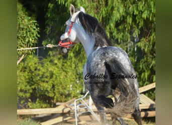 Andaluces, Semental, 6 años, 156 cm, Tordo