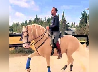 Andaluces, Semental, 6 años, 157 cm, Palomino