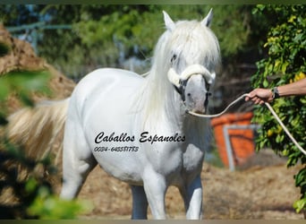 Andaluces, Semental, 6 años, 157 cm, Tordo