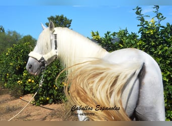 Andaluces, Semental, 6 años, 157 cm, Tordo