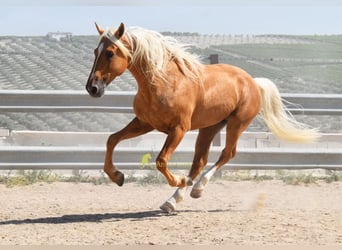 Andaluces, Semental, 6 años, 158 cm, Palomino