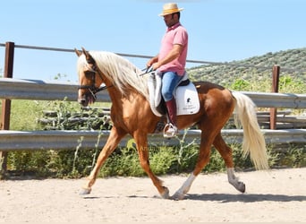 Andaluces, Semental, 6 años, 158 cm, Palomino