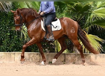 Andaluces, Semental, 6 años, 160 cm, Alazán