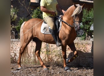 Andaluces, Semental, 6 años, 160 cm, Palomino