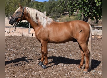 Andaluces, Semental, 6 años, 160 cm, Palomino