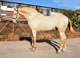 Andaluces, Semental, 6 años, 160 cm, Perla