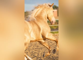 Andaluces, Semental, 6 años, 161 cm, Champán