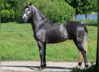 Andaluces, Semental, 6 años, 162 cm, Tordo