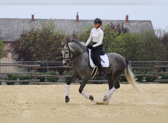 Andaluces, Semental, 6 años, 162 cm, Tordo