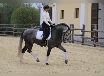 Andaluces, Semental, 6 años, 162 cm, Tordo