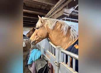 Andaluces, Semental, 6 años, 163 cm, Palomino