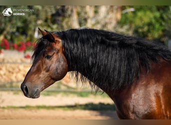 Andaluces, Semental, 6 años, 164 cm, Castaño