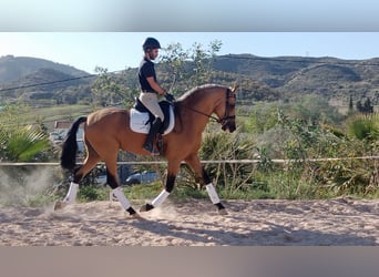 Andaluces, Semental, 6 años, 165 cm, Bayo