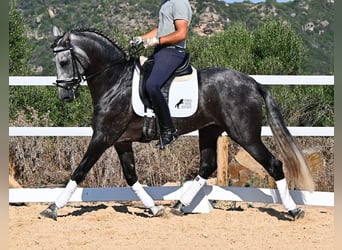 Andaluces, Semental, 6 años, 165 cm, Tordo