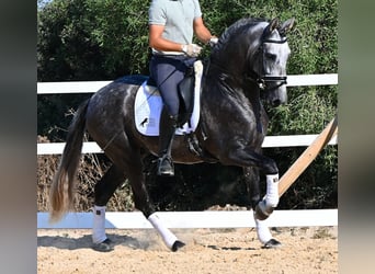 Andaluces, Semental, 6 años, 165 cm, Tordo