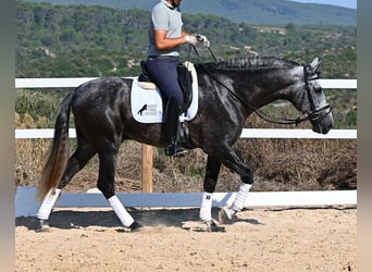 Andaluces, Semental, 6 años, 165 cm, Tordo