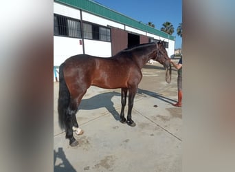 Andaluces, Semental, 6 años, 168 cm, Castaño rojizo