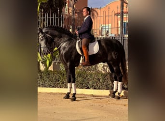 Andaluces, Semental, 6 años, 170 cm, Porcelana