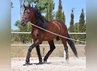 Andaluces, Semental, 6 años, 179 cm, Castaño