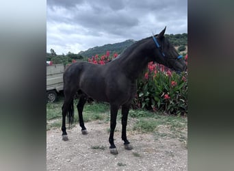 Andaluces, Semental, 7 años, 160 cm, Negro