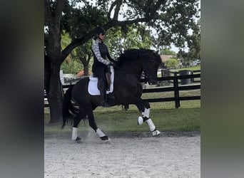 Andaluces, Semental, 7 años, 160 cm, Negro