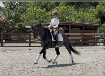 Andaluces, Semental, 7 años, 160 cm, Negro
