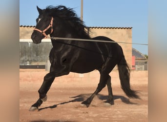 Andaluces, Semental, 7 años, 160 cm, Negro