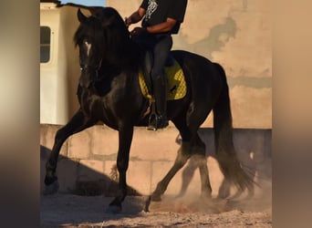 Andaluces, Semental, 7 años, 160 cm, Negro