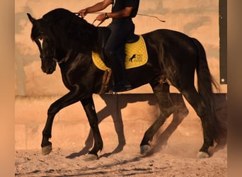 Andaluces, Semental, 7 años, 160 cm, Negro