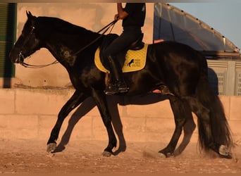 Andaluces, Semental, 7 años, 160 cm, Negro