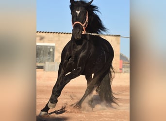 Andaluces, Semental, 7 años, 160 cm, Negro