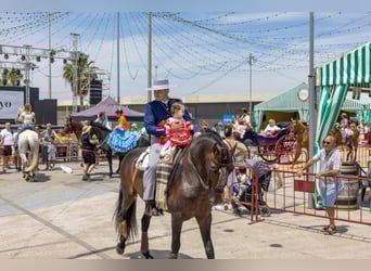 Andaluces, Semental, 7 años, 162 cm, Castaño oscuro